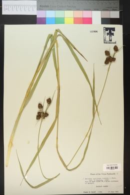 Scirpus pallidus image