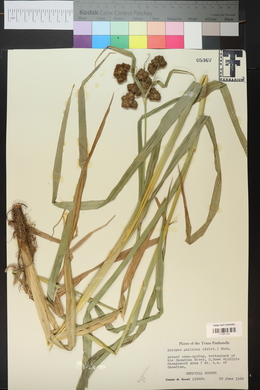 Scirpus pallidus image