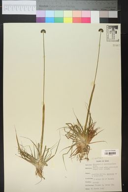 Eriocaulon septangulare image