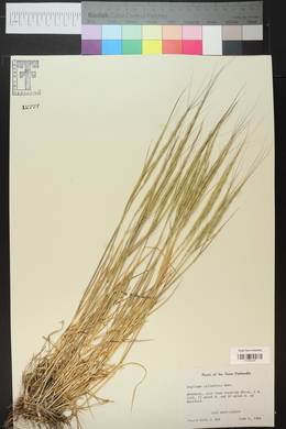 Aegilops cylindrica image