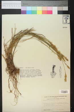 Agropyron cristatum image