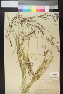 Agrostis idahoensis image