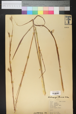 Bothriochloa laguroides image