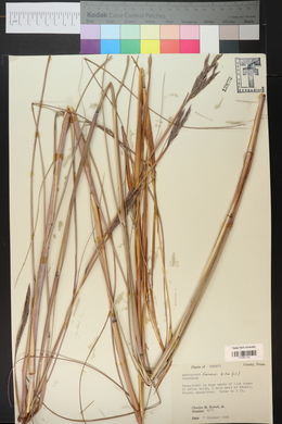 Bothriochloa laguroides image