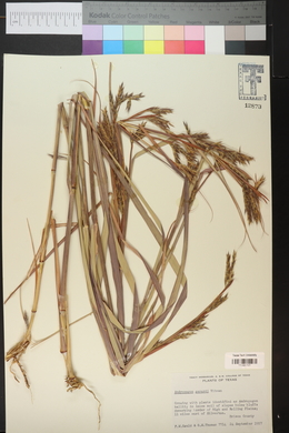 Bothriochloa laguroides image