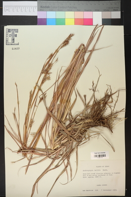 Andropogon hallii image