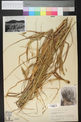 Andropogon hallii image