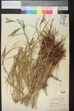 Andropogon hallii image