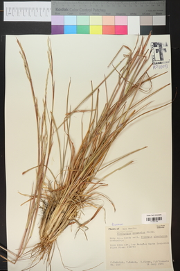 Schizachyrium scoparium var. scoparium image