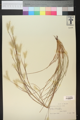 Andropogon ternarius image