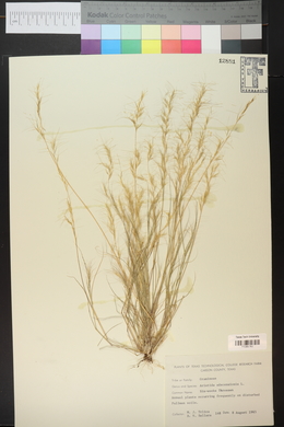 Aristida adscensionis image