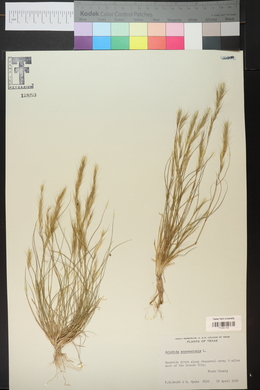 Aristida adscensionis image