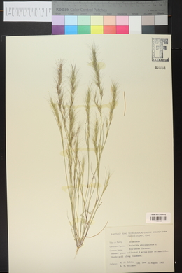 Aristida adscensionis image