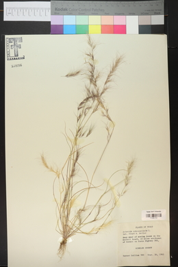 Aristida adscensionis image