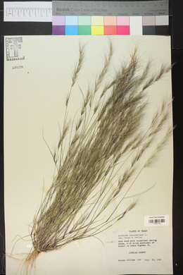 Aristida adscensionis image