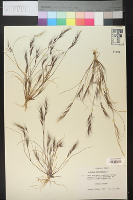 Aristida adscensionis image