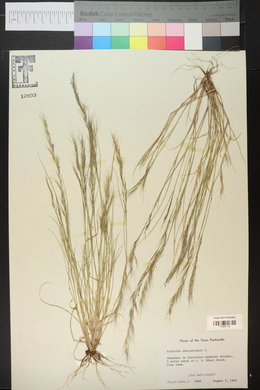 Aristida adscensionis image