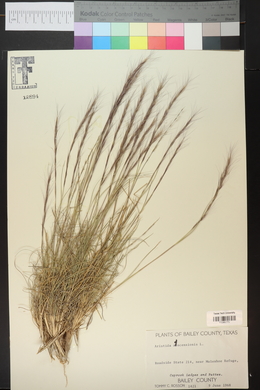 Aristida adscensionis image