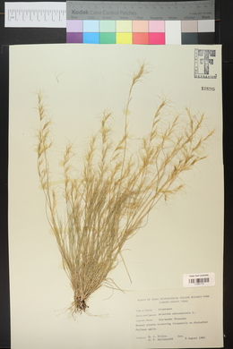 Aristida adscensionis image