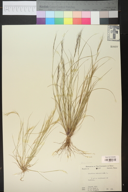 Aristida adscensionis image