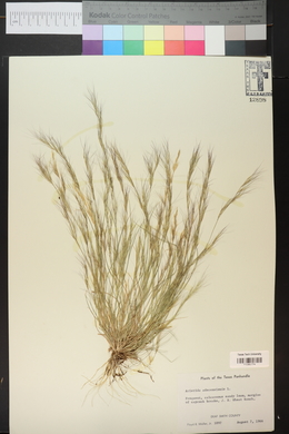 Aristida adscensionis image