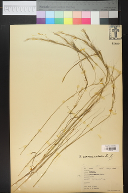 Aristida adscensionis image