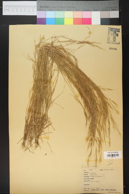 Aristida adscensionis image