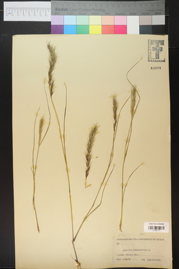 Aristida adscensionis image