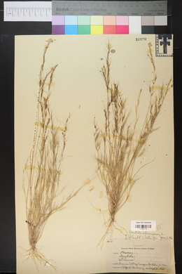 Aristida adscensionis image