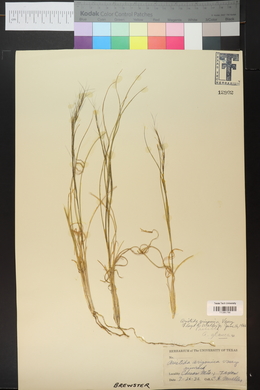 Aristida arizonica image