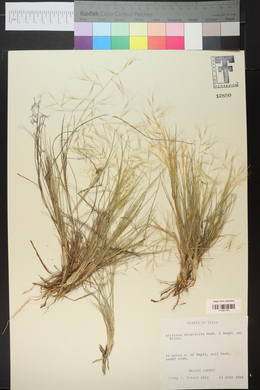 Aristida divaricata image