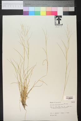 Aristida divaricata image