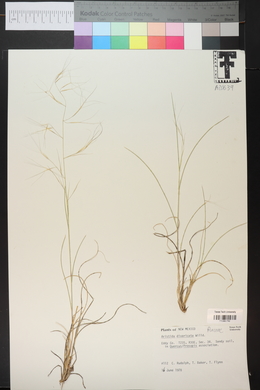 Aristida divaricata image