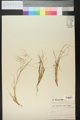 Aristida havardii image