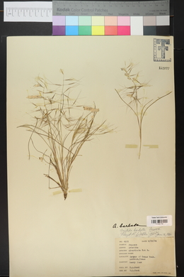 Aristida havardii image