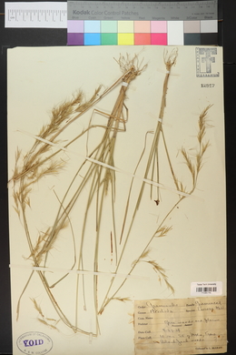 Aristida lanosa image