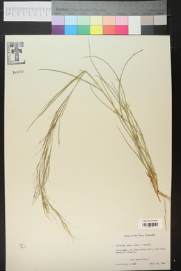 Aristida longespica image