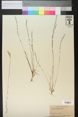 Aristida longespica image