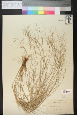 Aristida oligantha image