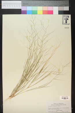 Aristida oligantha image