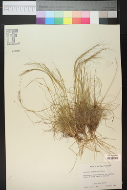 Aristida purpurea var. fendleriana image