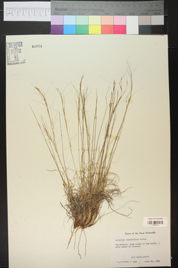 Aristida purpurea var. fendleriana image