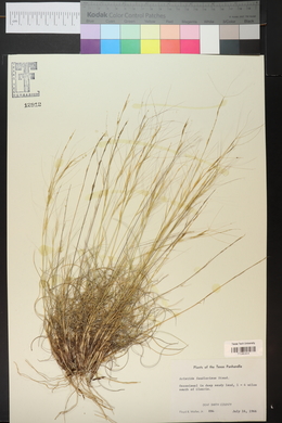 Aristida purpurea var. fendleriana image