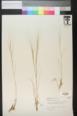 Aristida purpurea var. longiseta image