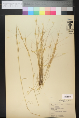 Aristida purpurea var. longiseta image