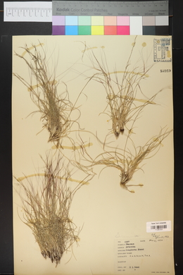 Aristida purpurea var. longiseta image