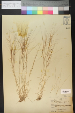 Aristida purpurea var. longiseta image