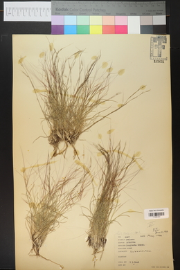 Aristida purpurea var. longiseta image