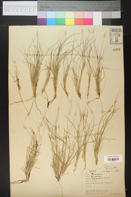 Aristida purpurea var. longiseta image