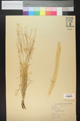 Aristida purpurea var. longiseta image